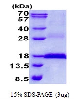 AR50677PU-N - CD3