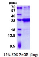 AR50683PU-N - Amelogenin