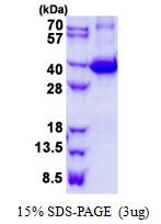 AR50711PU-N - Galectin-9