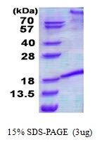 AR50714PU-N - CD178 / Fas Ligand
