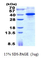 AR50718PU-N - MYD88