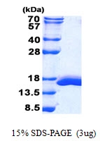 AR50731PU-N - Galectin-2