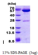 AR50738PU-N - GPT2