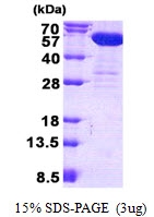 AR50739PU-N - CNDP2