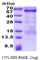 AR50777PU-N - Carboxypeptidase E
