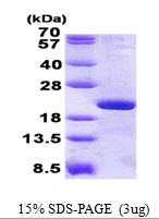 AR50797PU-N - RPL12