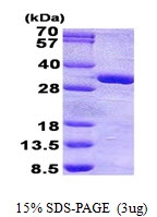 AR50798PU-N - PHOSPHO1