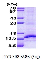 AR50824PU-N - CD3 gamma chain