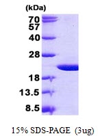 AR50858PU-N - Olfactory marker protein