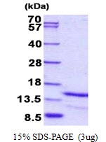AR50878PU-N - Galanin