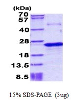 AR50893PU-N - Nociceptin