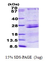 AR50926PU-N - RPL23A