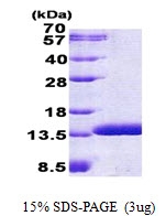 AR50927PU-N - C6orf115