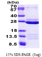 AR50943PU-N - FAM50A