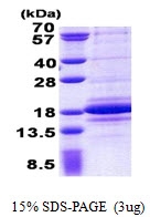 AR50971PU-N - C1D