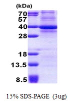 AR50993PU-N - CDK3