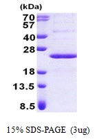 AR50997PU-N - PPP1R11