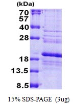 AR51033PU-N - RPS24