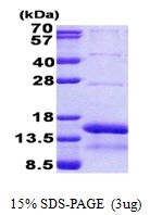 AR51034PU-N - HBEGF