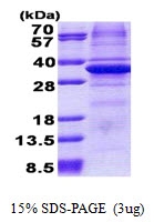 AR51043PU-N - CA11