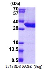 AR51052PU-N - Malectin