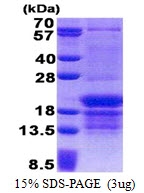 AR51138PU-N - PCBP1