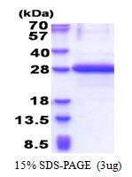 AR51177PU-N - OBFC2A