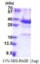 AR51211PU-N - Synaptotagmin-5