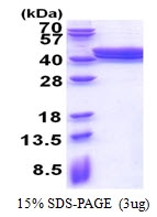 AR51241PU-N - ACAD8