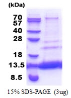 AR51249PU-N - MTCP1