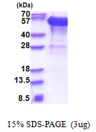 AR51259PU-N - Dynactin subunit 2