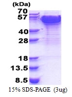 AR51270PU-N - Dynactin subunit 2