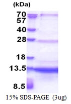 AR51274PU-N - SEC61B