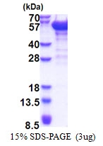 AR51310PU-N - Dynactin subunit 2