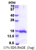 AR51313PU-N - Galectin-13