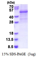 AR51323PU-N - GSK3 beta