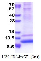 AR51339PU-N - GNG4