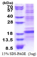 AR51340PU-N - CD8 beta