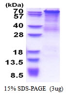 AR51341PU-N - PCDHGC4
