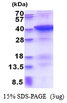 AR51347PU-N - PDLIM1