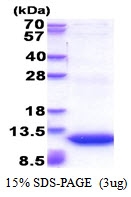 AR51353PU-N - GNG11