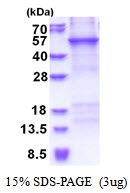 AR51368PU-N - CRTAP