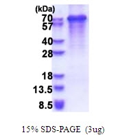AR51457PU-N - Synaptotagmin-3