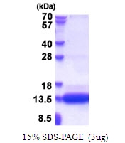 AR51464PU-N - CSAG1