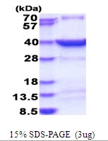 AR51604PU-N - HSF2BP