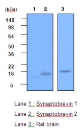 AM05628PU-S - VAMP-2 / Synaptobrevin-2