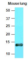 AM09051PU-N - VAMP-3 / Synaptobrevin-3