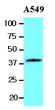 AM09053PU-N - WNT3A