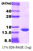 AR09022PU-L - PMP2