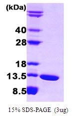 AR09023PU-L - FABP6